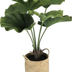 Konstväxt i kruka Licuala 70 cm