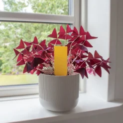 SafeTrap växtlimfälla mot insekter, 6-pack